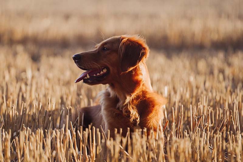 Flea and Tick Powder for Dogs A Natural Approach VermX