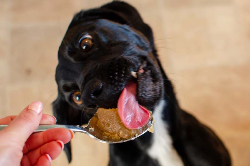 Recipe Bone Broth for Dogs with Apple Cider Vinegar VermX