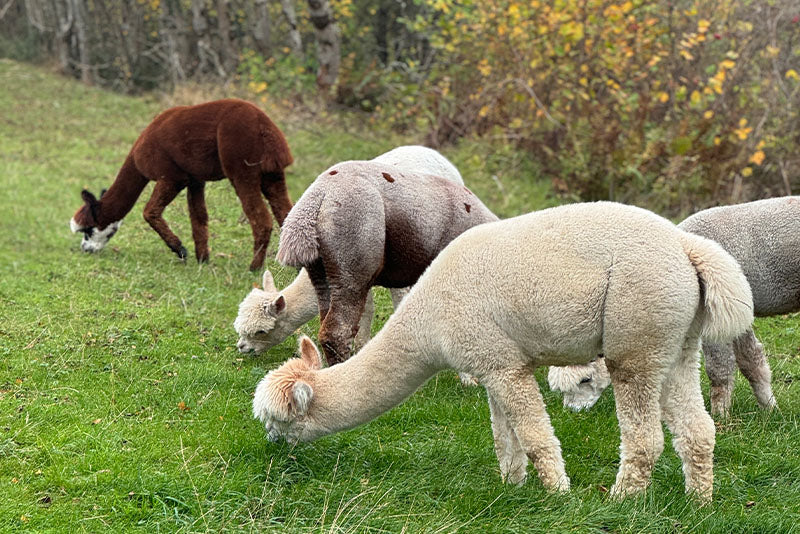 Alpacas as pets | pros & cons