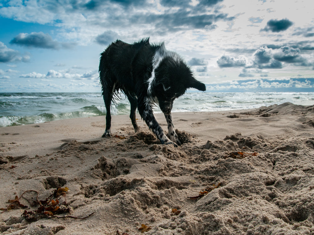 Dog friendly beaches for Autumn