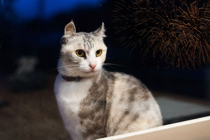 Ask a vet: how to calm anxious pets, naturally