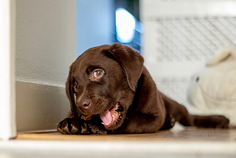 Ask a Vet: Can Puppies Eat Raw Bones?