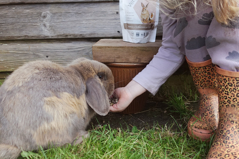 Rabbits for children fashion