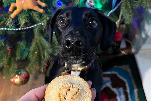 Recipe: festive doggy mince pies