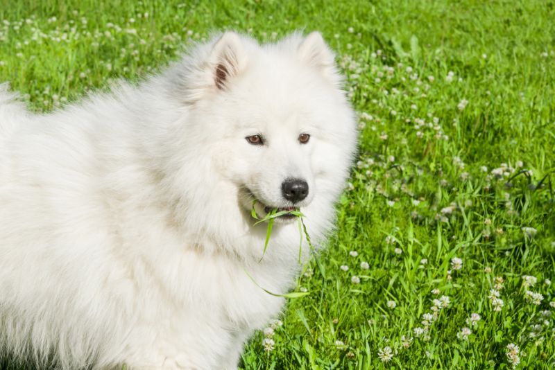  dog suddenly eating grass like crazy