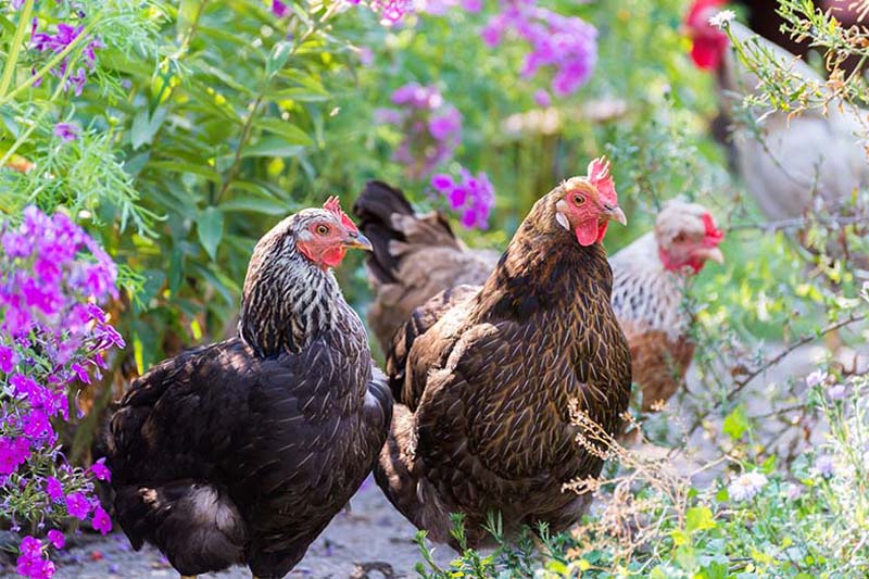 Good Herbs for Chickens