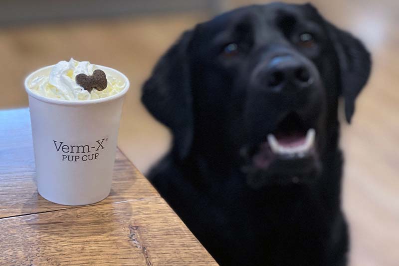 Puppuccino for dogs
