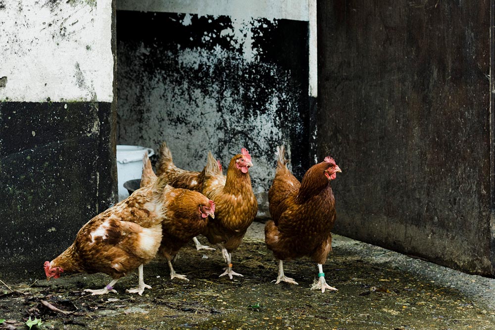 Chickens moulting uk
