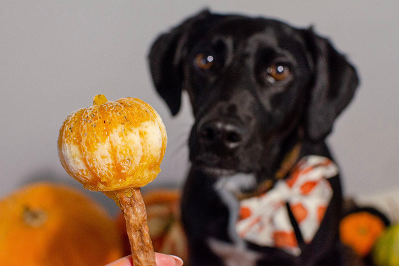 Recipe: pumpkin pupsicles for Halloween