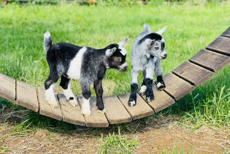 Can you own a pygmy goat in UK?