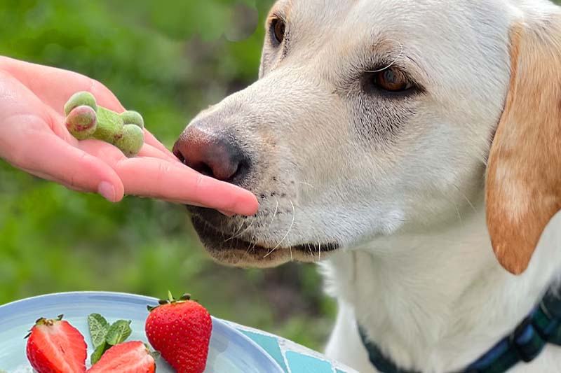 Recipe: Mint & Strawberry Dog Treats