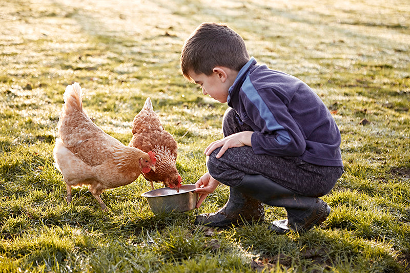 A Beginner's Guide to Keeping Chickens