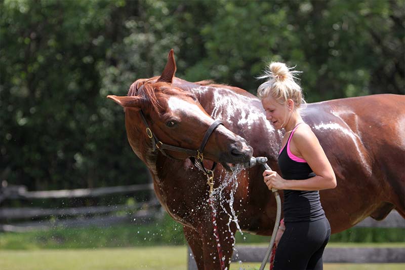Ways to keep pets cool during summer