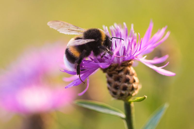 How to help bees in your backyard