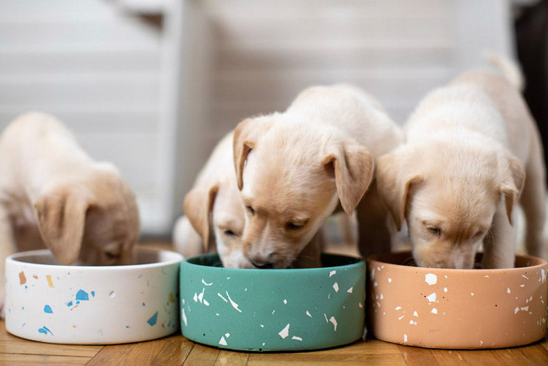  recommended raw diet for puppies