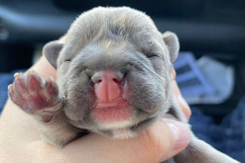 cleft palate in a puppy