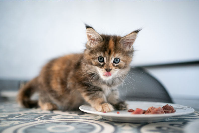 Ask a Vet: What's The Best Diet for Cats?