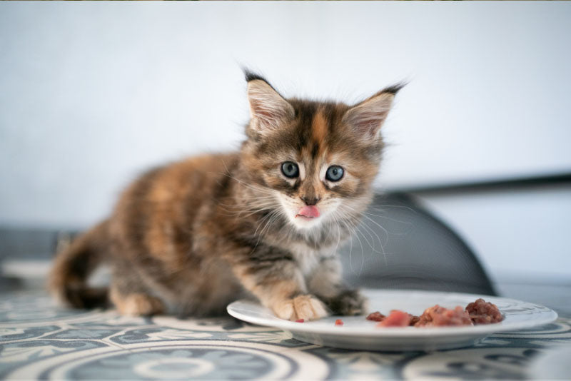 Ask a vet what s the best diet for cats Verm X