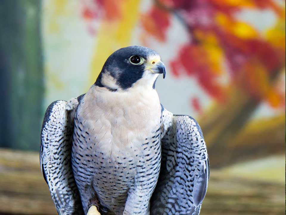 Wilbur the Peregrine Falcon