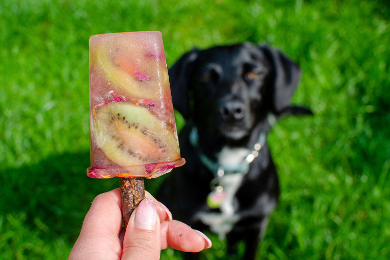 Recipe: Healthy Popsicles for Dogs