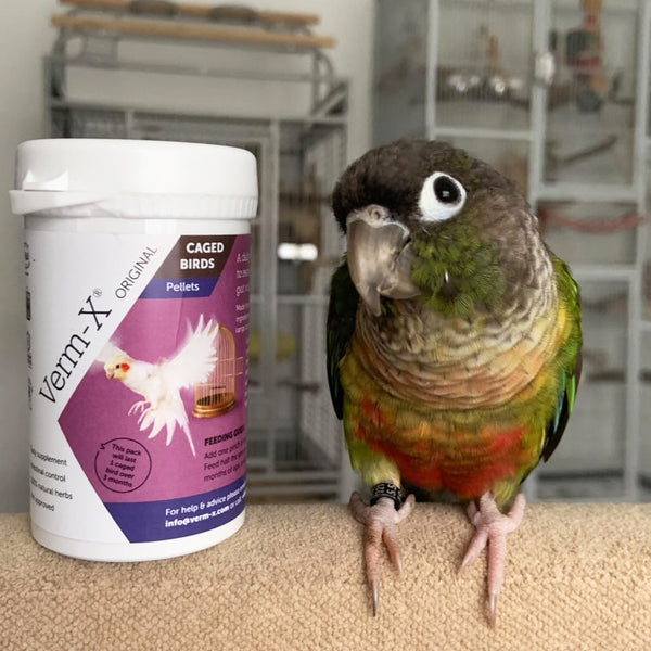 Bird Nerd Sophie