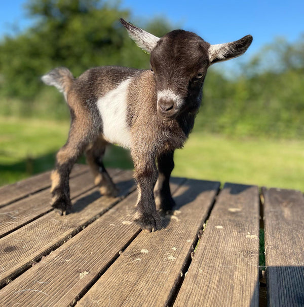 Goats of the Shire