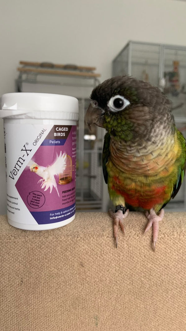 Bird Nerd Sophie
