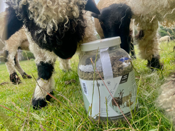 Valais Blacknose sheep