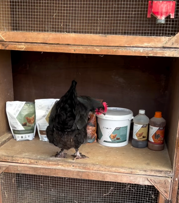 Bury Green Poultry