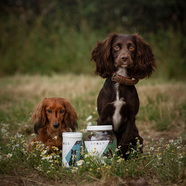 Faline & Ottie