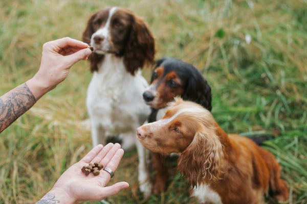 The Spaniel Diaries